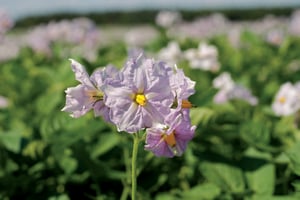 Purple potato flower