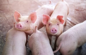 Feed_pigs_2021-1