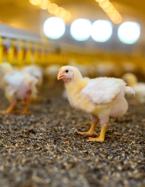 shutterstock_2039014634