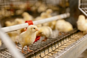 shutterstock_2364843837