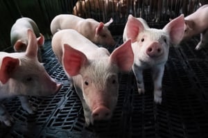 shutterstock_2642045783