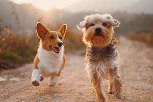 dogs_petfood-unsplash-1